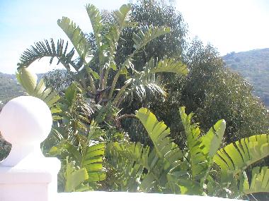 Villa in Torrox (M�laga) oder Ferienwohnung oder Ferienhaus