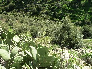 Villa in Torrox (M�laga) oder Ferienwohnung oder Ferienhaus