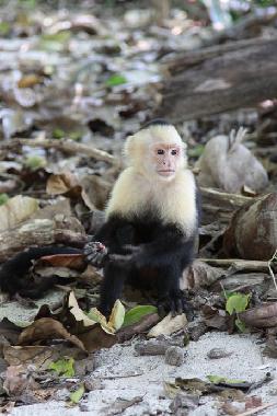 Nationalpark Manuel Antonio