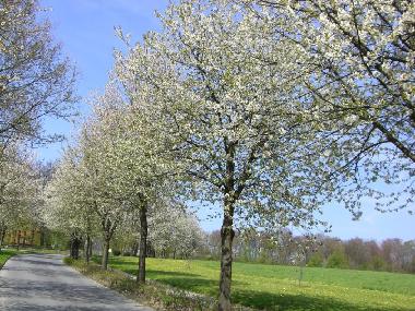 Ferienwohnung in Hagen a.T.W. (Osnabrcker Land) oder Ferienwohnung oder Ferienhaus