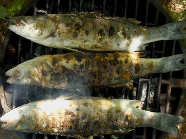 Ferienwohnung in Porec (Istarska) oder Ferienwohnung oder Ferienhaus