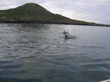 Ferienhaus in Caherdaniel (Kerry) oder Ferienwohnung oder Ferienhaus