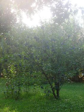 Ferienhaus in VILLASIMIUS (Cagliari) oder Ferienwohnung oder Ferienhaus