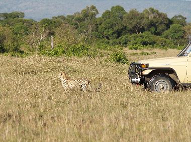 safari