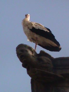 Ferienwohnung in Cceres (Cceres) oder Ferienwohnung oder Ferienhaus