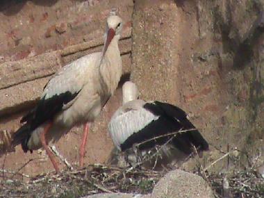 Ferienwohnung in Cceres (Cceres) oder Ferienwohnung oder Ferienhaus