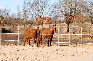 unsere Curly Horses Dee Lite und Hiawatha
