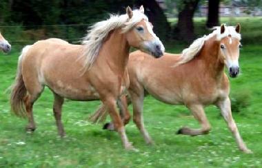 Reitm�glichkeit