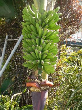 Ferienwohnung in Madalena do Mar (Madeira) oder Ferienwohnung oder Ferienhaus