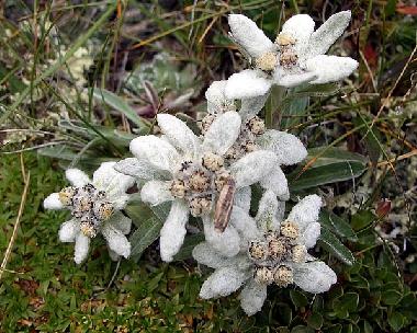 Mit ein bisschen Gl�ck findet man sogar ein Edelweiss