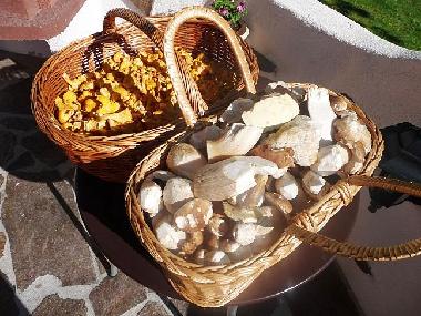 Im Juli, August und September sind unsere W�lder ein wahres Schwammerl- und Pilzeparadies.