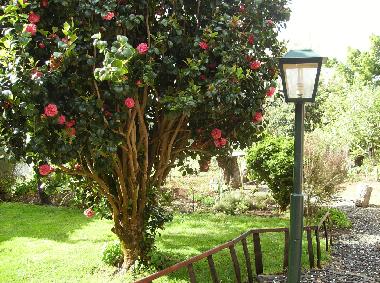 Ferienhaus in Camacha (Madeira) oder Ferienwohnung oder Ferienhaus