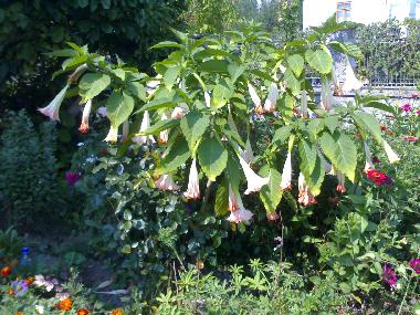 Ferienhaus in Horezu (Valcea) oder Ferienwohnung oder Ferienhaus