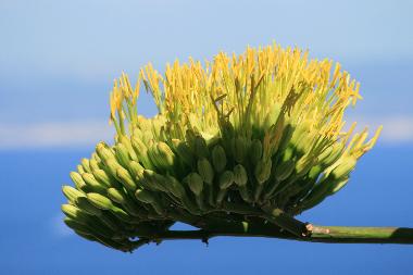 Ferienwohnung in Alghero (Sassari) oder Ferienwohnung oder Ferienhaus