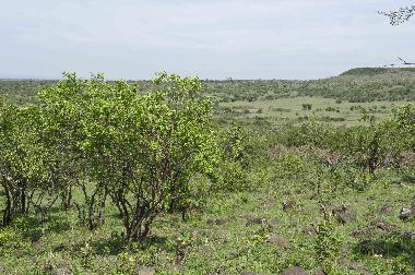 Die sch�nste Aussicht der Welt - Blick Richtung Masai Mara.