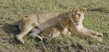 Masai Mara - eines der Wildtier reichsten Gebiete der Welt.