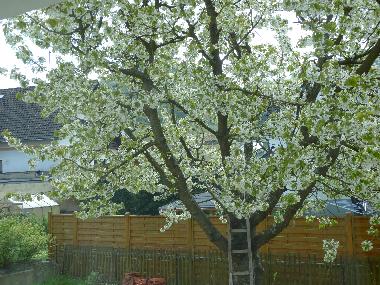 Garten mit Kirchbaum