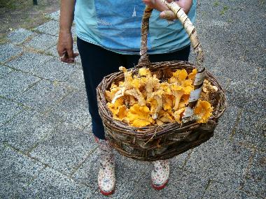 Villa in OLSFORS, BOLLEBYGD (V�sterg�tland) oder Ferienwohnung oder Ferienhaus