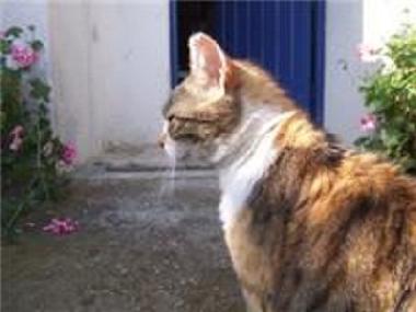 Ferienwohnung in galatas (Korinthia) oder Ferienwohnung oder Ferienhaus