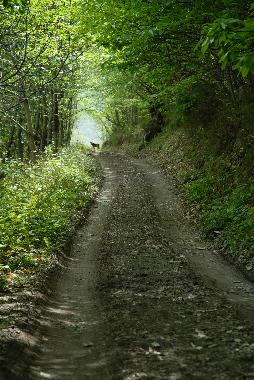 Ferienwohnung in Collanzo (Asturias) oder Ferienwohnung oder Ferienhaus