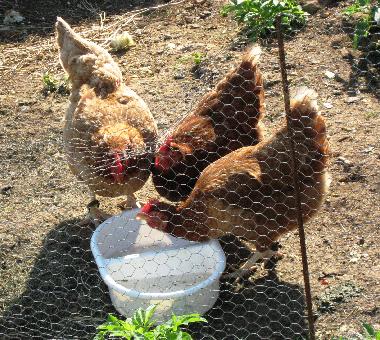 Ferienhaus in Rouffignac St Cernin (Dordogne) oder Ferienwohnung oder Ferienhaus