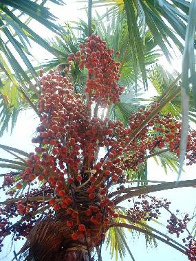 Ferienwohnung in Induruwa (Kalutara) oder Ferienwohnung oder Ferienhaus