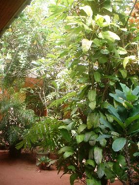 Ferienwohnung in Induruwa (Kalutara) oder Ferienwohnung oder Ferienhaus