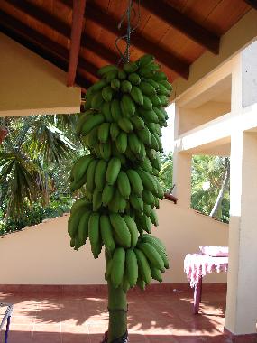 Ferienwohnung in Induruwa (Kalutara) oder Ferienwohnung oder Ferienhaus