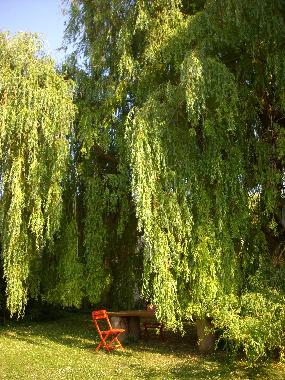Ein Sitzplatz unter der Trauerweide im Hof