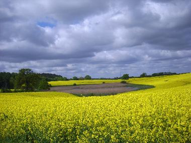 Blhendes Rapsfeld mit Wasserauge