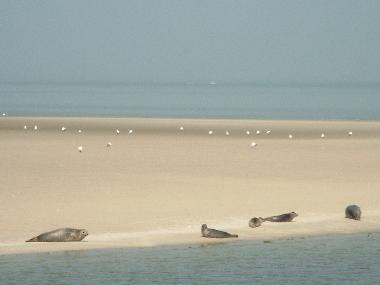 Sandbank auf dem Weg nach Norderney