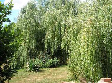 Ferienhaus in La Coudre (Deux-S�vres) oder Ferienwohnung oder Ferienhaus