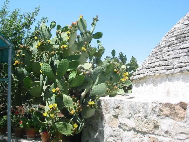 Ferienhaus in Ceglie Messapica (Brindisi) oder Ferienwohnung oder Ferienhaus
