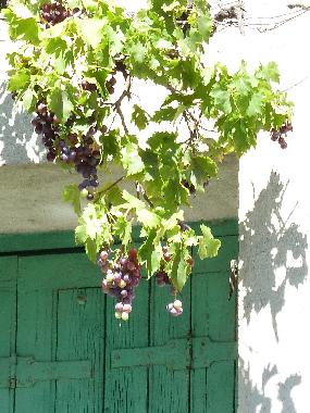 Ferienhaus in Valros (H�rault) oder Ferienwohnung oder Ferienhaus