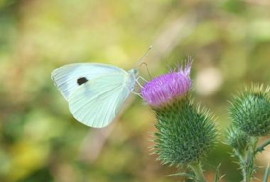 Ferienwohnung in Travale (Grosseto) oder Ferienwohnung oder Ferienhaus