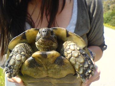 Ferienwohnung in La Mudizza (Sassari) oder Ferienwohnung oder Ferienhaus