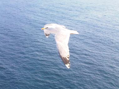 Ferienwohnung in La Mudizza (Sassari) oder Ferienwohnung oder Ferienhaus