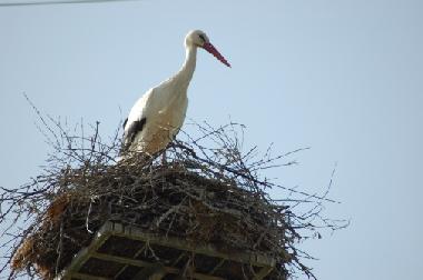 Storch