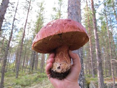 Pilzesammeln lohnt sich