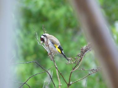 Ferienhaus in YTRAC (Cantal) oder Ferienwohnung oder Ferienhaus