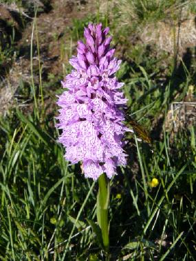Ferienhaus in YTRAC (Cantal) oder Ferienwohnung oder Ferienhaus