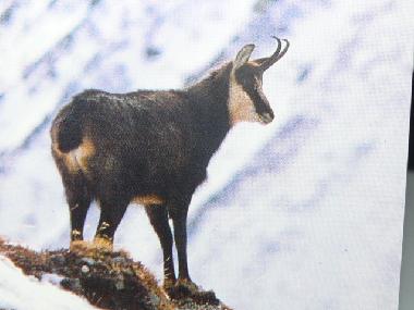 Ferienhaus in YTRAC (Cantal) oder Ferienwohnung oder Ferienhaus