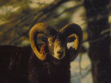 Ferienhaus in YTRAC (Cantal) oder Ferienwohnung oder Ferienhaus