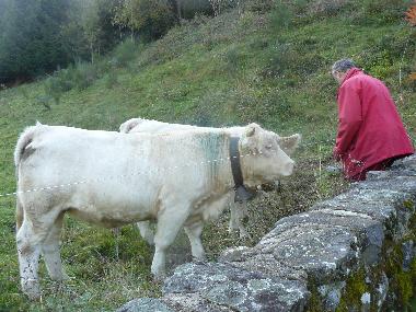 Ferienhaus in YTRAC (Cantal) oder Ferienwohnung oder Ferienhaus