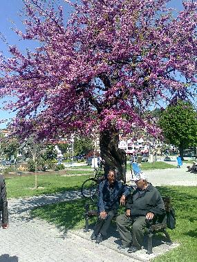 Ferienhaus in Ohrid (Ohrid) oder Ferienwohnung oder Ferienhaus