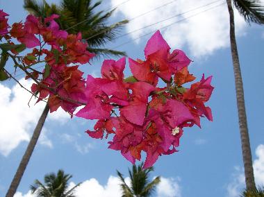 Ferienhaus in Las Terrenas (Samana) oder Ferienwohnung oder Ferienhaus