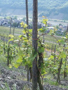 Blick auf Neumagen-Dhron