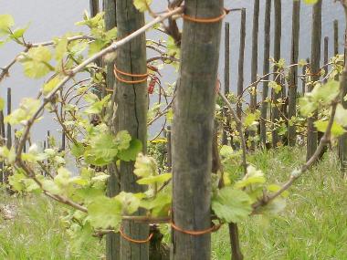 Unsere Weinberge im Mai