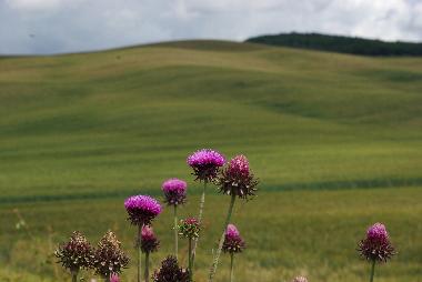 Ferienwohnung in Bagni San Filippo (Siena) oder Ferienwohnung oder Ferienhaus