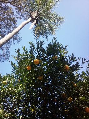 Ferienhaus in Altos (Cordillera) oder Ferienwohnung oder Ferienhaus